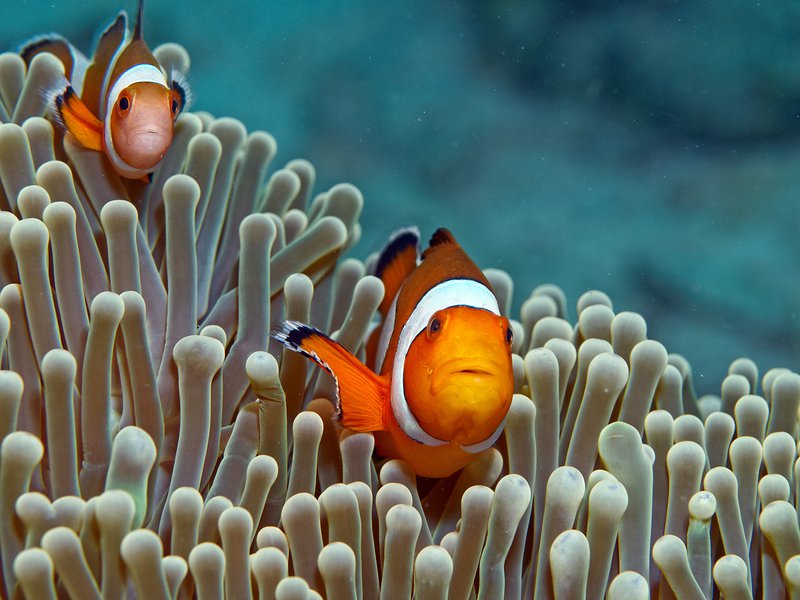 Clown Fish, House Reef